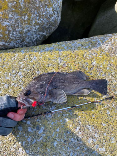 ムラソイの釣果