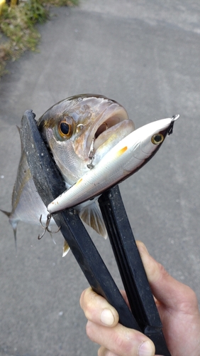 カンパチの釣果