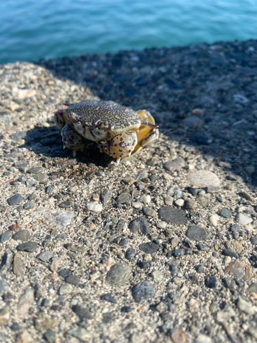 カニの釣果