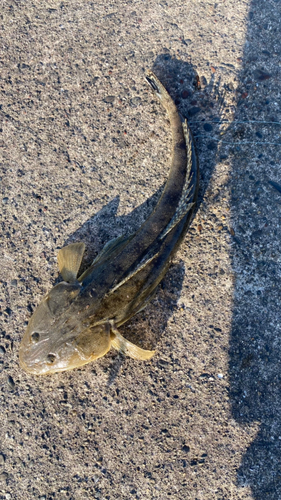 マゴチの釣果