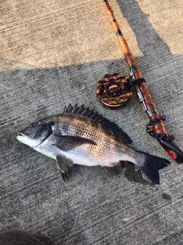 クロダイの釣果