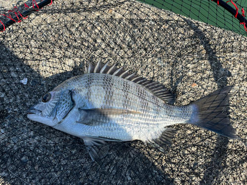 クロダイの釣果