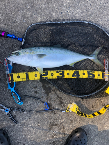 イナダの釣果