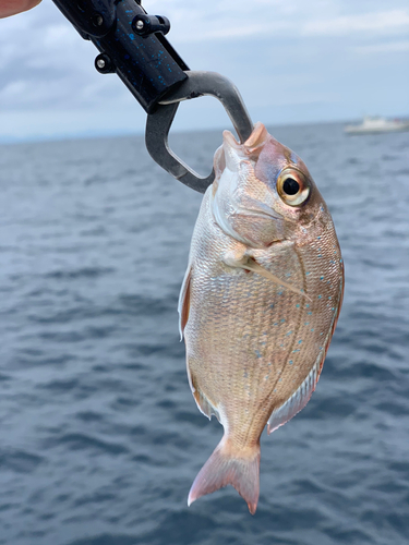 チャリコの釣果