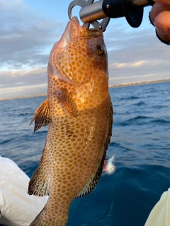 オオモンハタの釣果