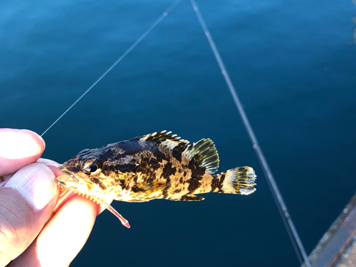 タケノコメバルの釣果