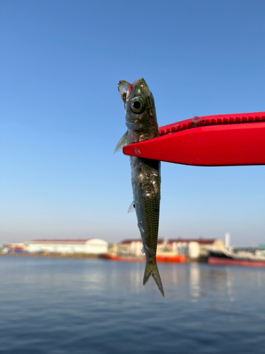 イワシの釣果