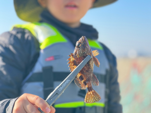 タケノコメバルの釣果