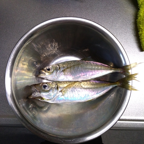 マアジの釣果