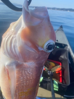 アマダイの釣果