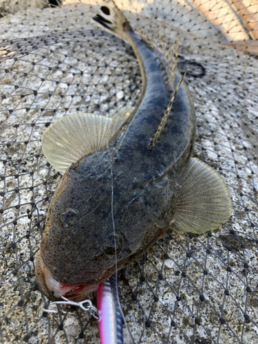 マゴチの釣果