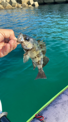 アカメバルの釣果