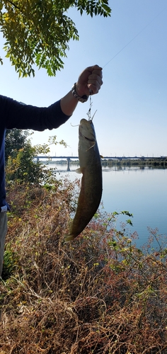 ナマズの釣果