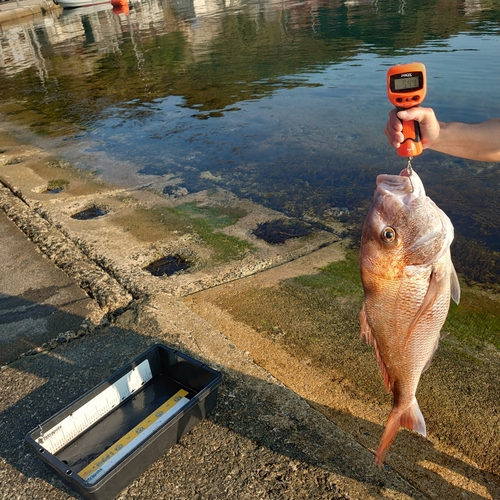 マダイの釣果