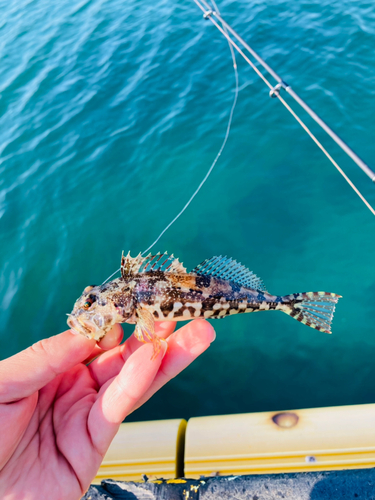 アイナメの釣果