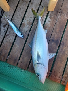 ヤズの釣果