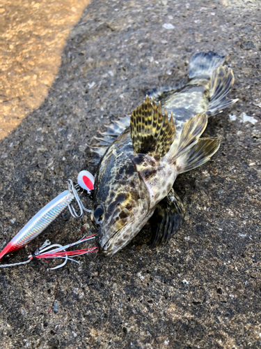 タケノコメバルの釣果