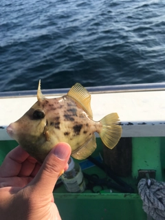 カワハギの釣果