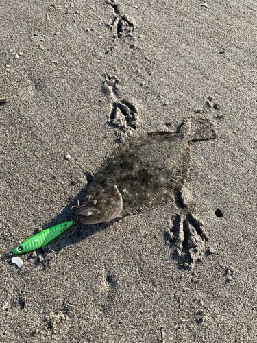ソゲの釣果