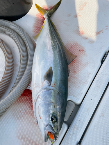 ワラサの釣果