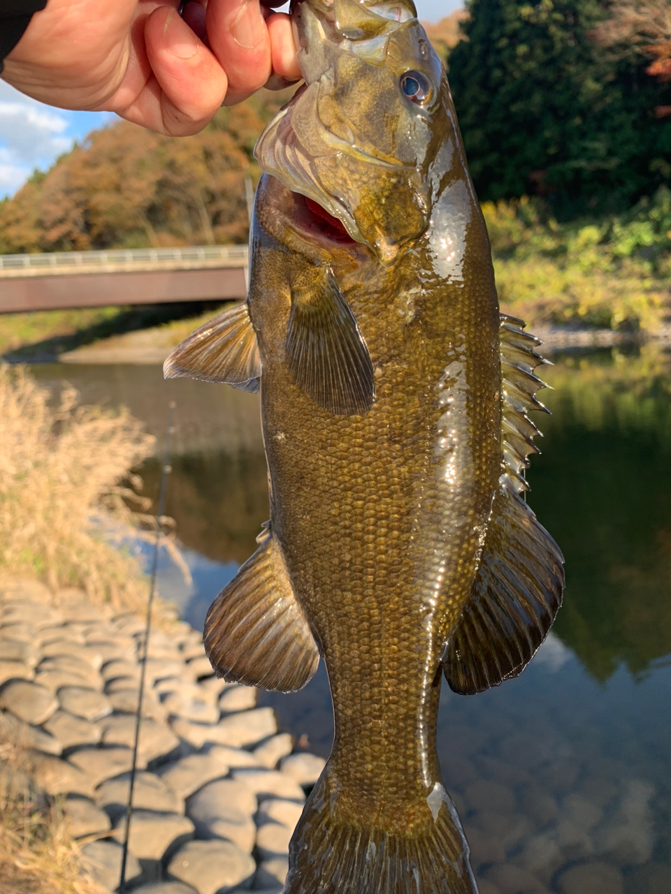 スモールマウスバス