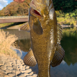 スモールマウスバス