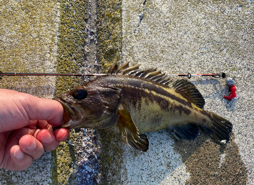 ムラソイの釣果