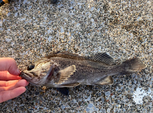 エゾメバルの釣果