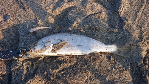 ニベの釣果