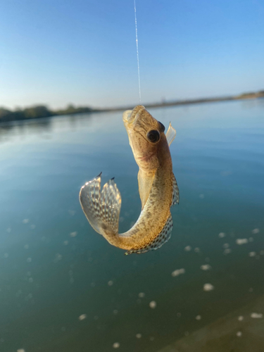 ハゼの釣果