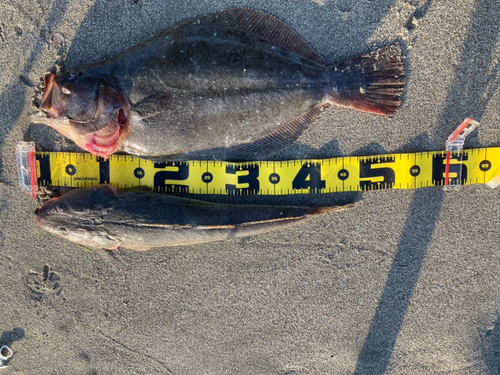 ヒラメの釣果