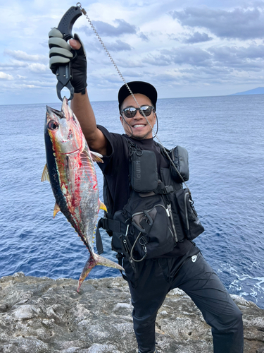 キハダマグロの釣果