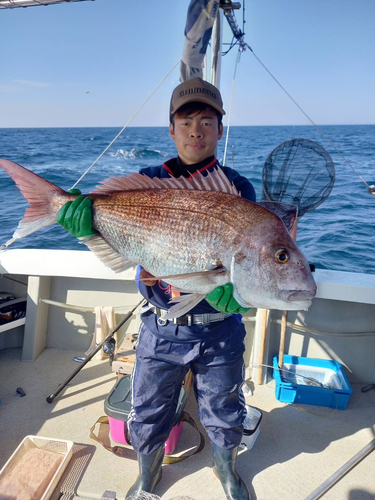 マダイの釣果