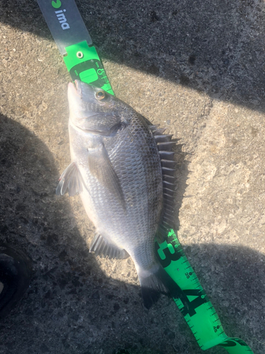 クロダイの釣果