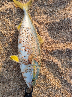 ハマチの釣果