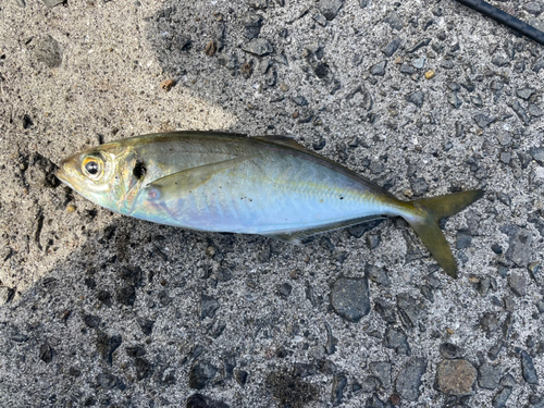 マアジの釣果