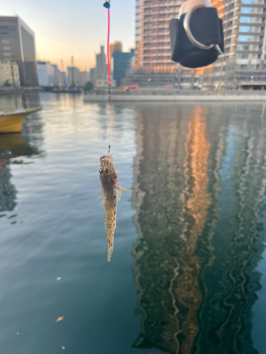 マハゼの釣果