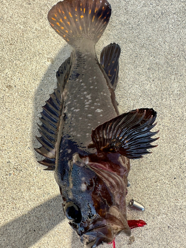 オウゴンムラソイの釣果