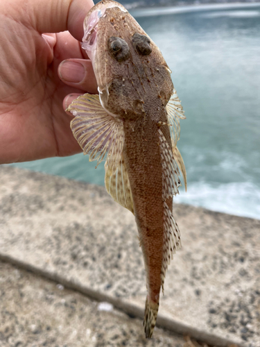 コチの釣果