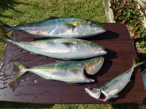 ワラサの釣果