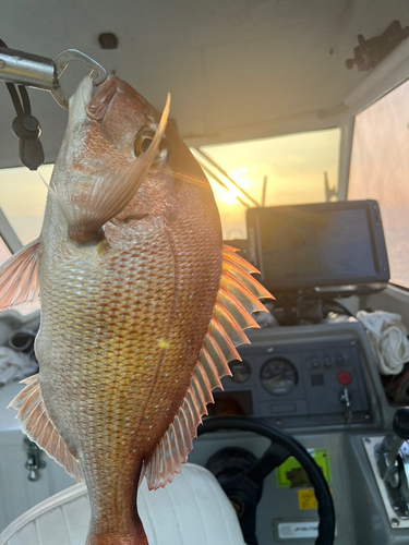 マダイの釣果