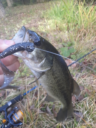 ラージマウスバスの釣果