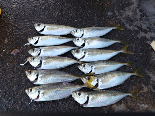 アジの釣果