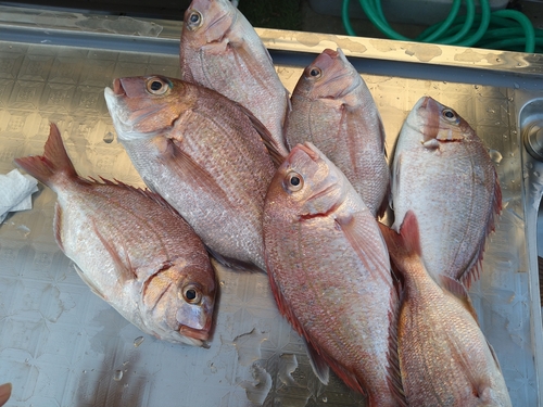 マダイの釣果