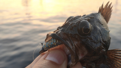 ムラソイの釣果