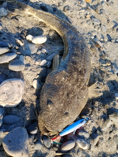 マゴチの釣果