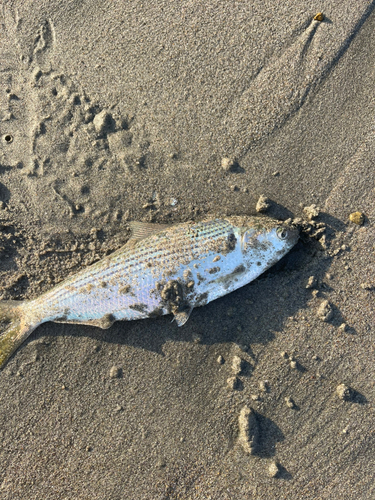 コノシロの釣果