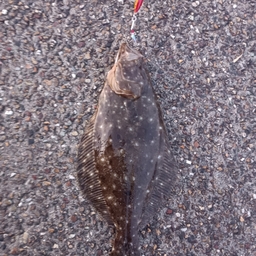 すぷーとにくの釣果