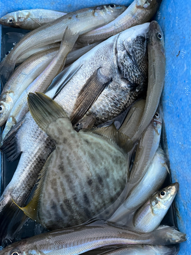 キスの釣果