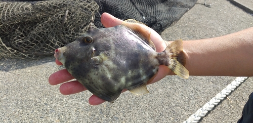 カワハギの釣果